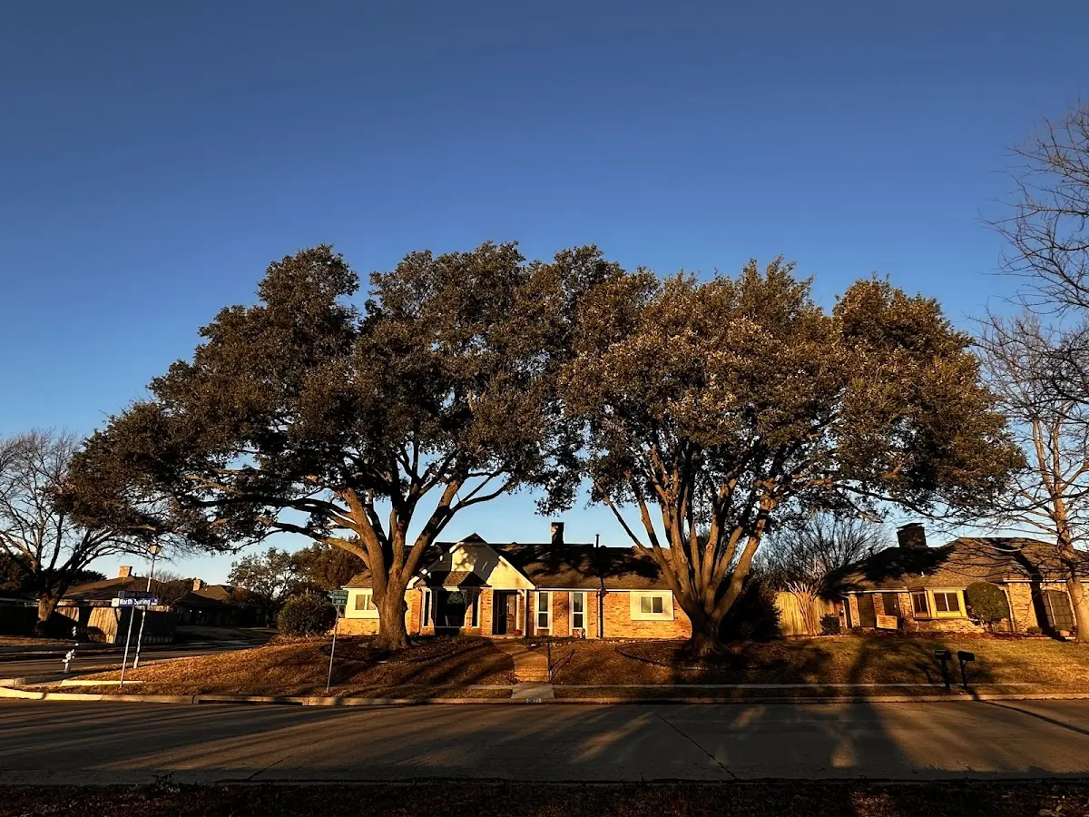 Established residential canopy tree shading a home in Wheatland